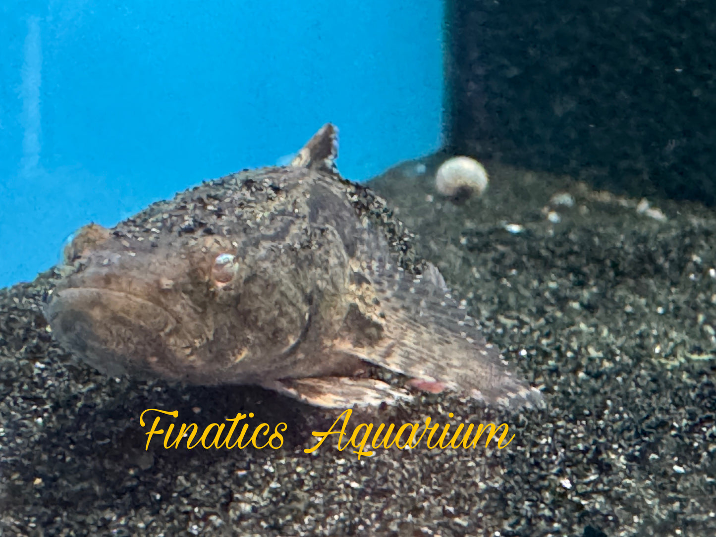 One Mogurnda Sand Goby Approx 2 - 2.5” #269