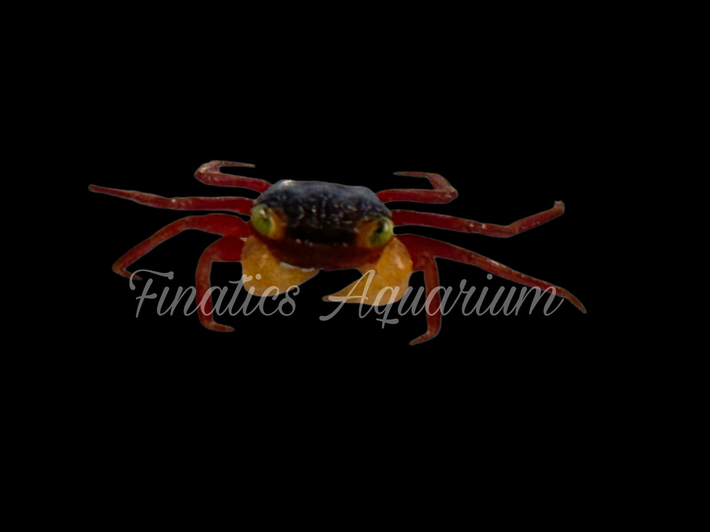 Mandarin Crab (Vampire) - Freshwater (Geosesarma notophorum)