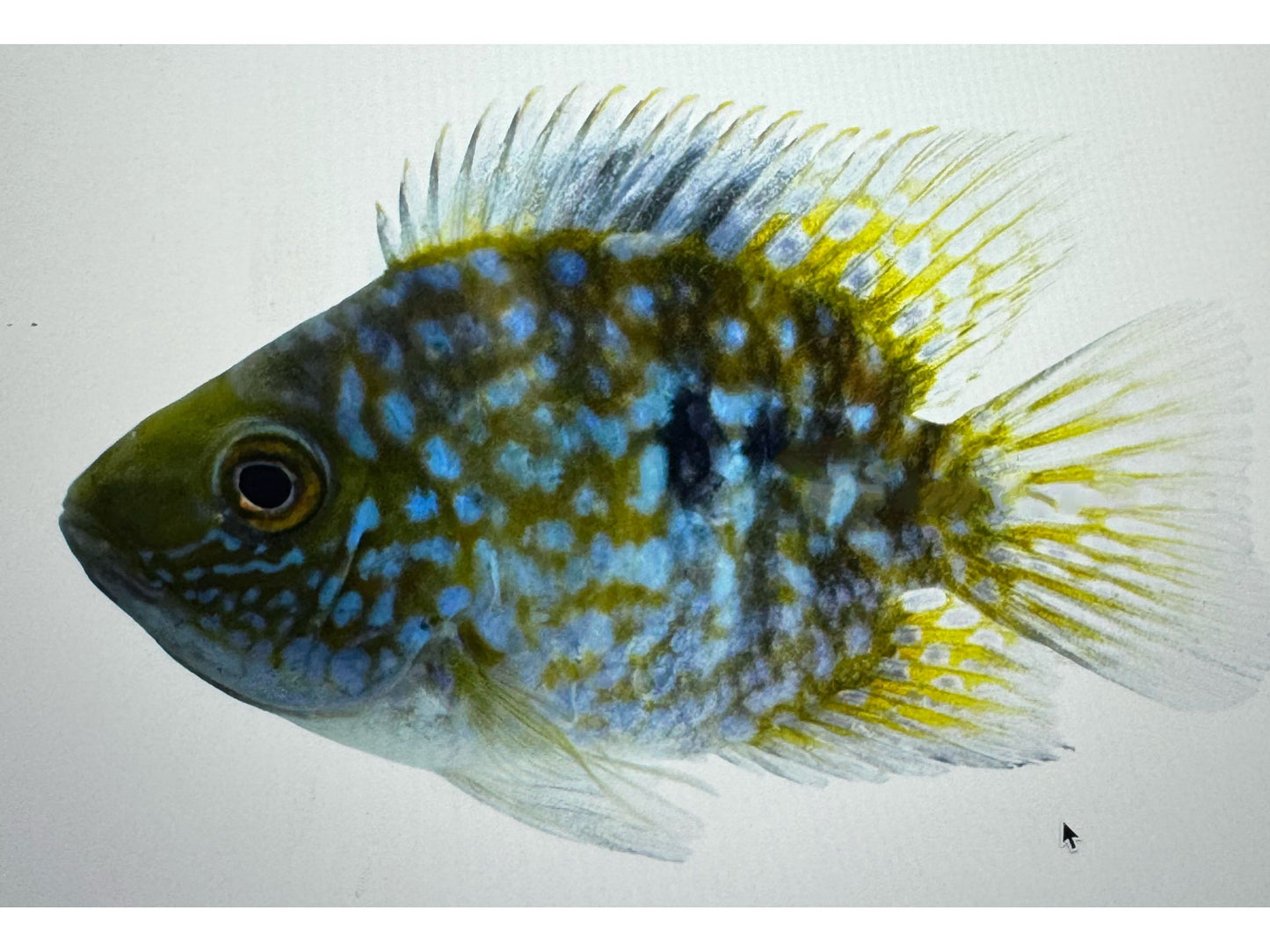 One Carpintis Round Pearlscale Cichlid Approx 2" (Herichthys Carpintis) T244