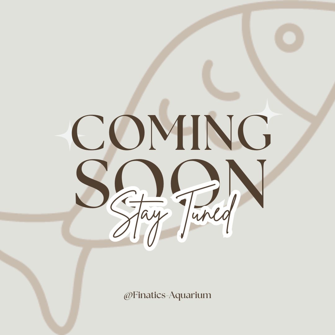 Fry and Small Fish Granule