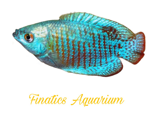 One Neon Blue Dwarf Gourami Approx 2” T133
