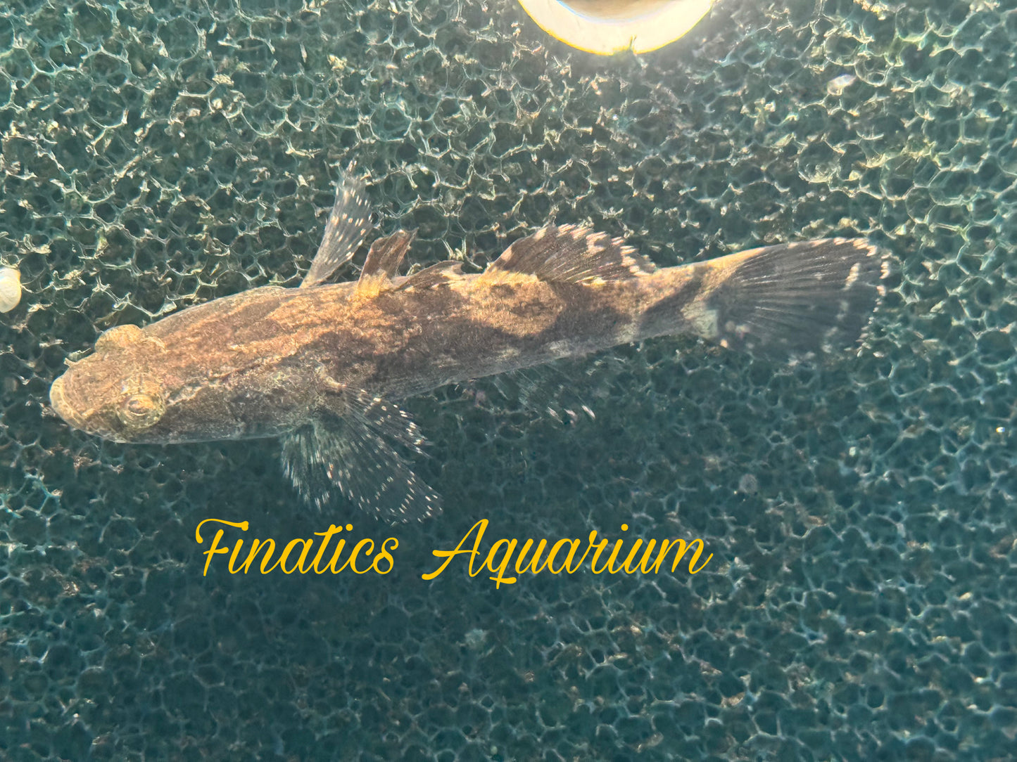 One Mogurnda Sand Goby Approx 2 - 2.5” #269