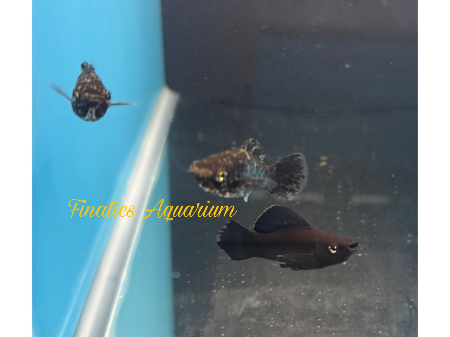 One Black Molly Approx 1/2-1.5