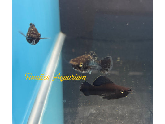 One Black Molly Approx 1/2-1.5