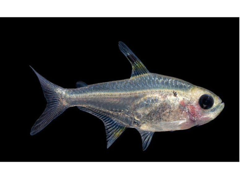 One X-Ray Red Belly Tetra T138