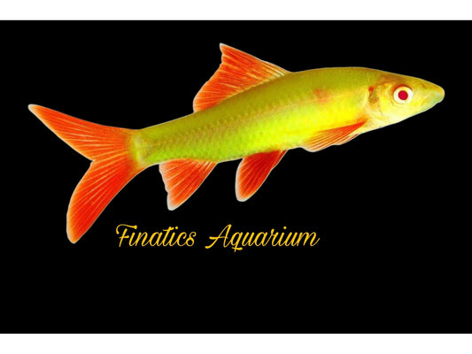 One Glofish Electric Green Shark-Fish Approx 2” T132