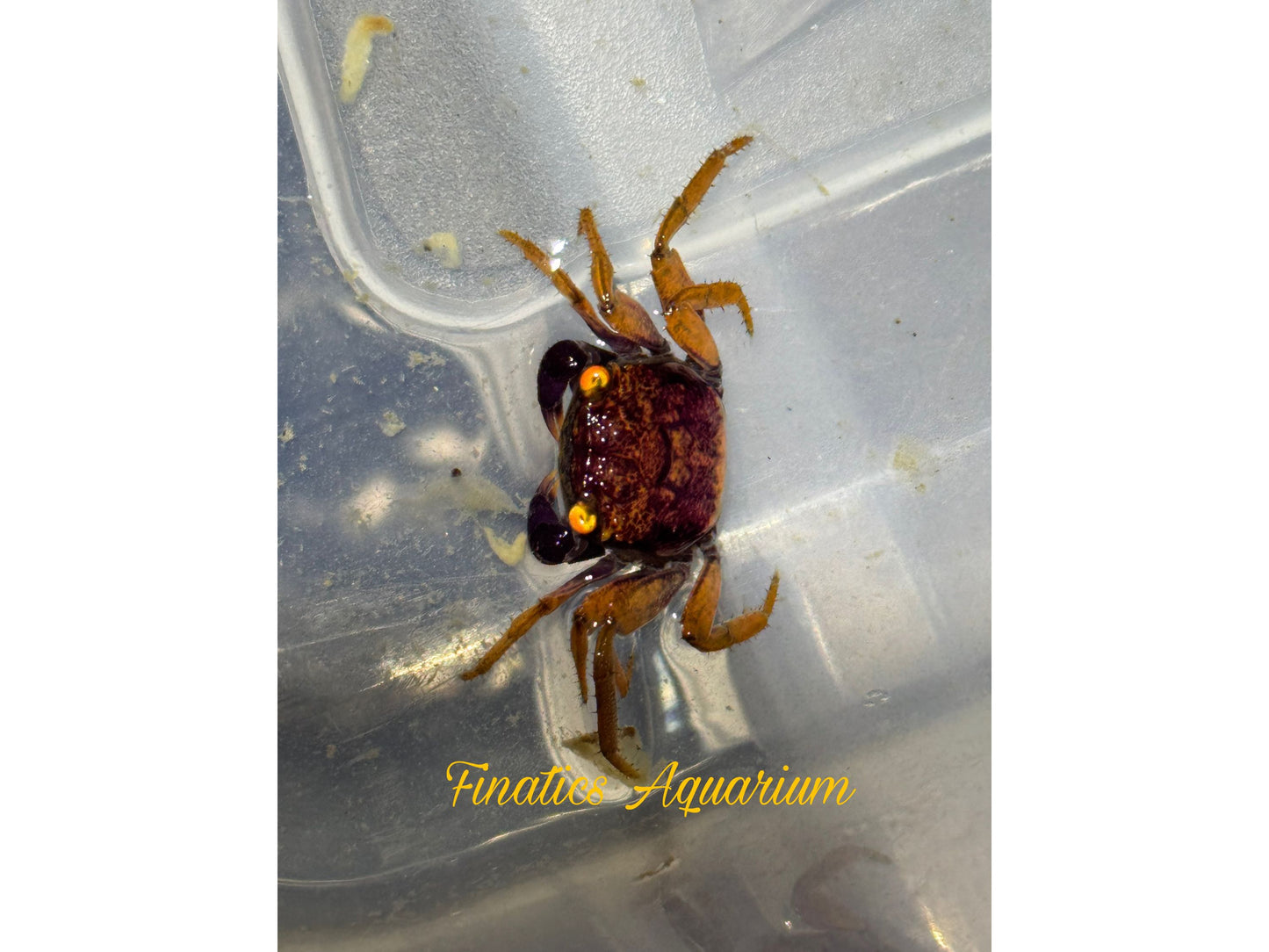 Orange Rainbow Vampire Crab - Freshwater (Geosesarma tiomanicum)
