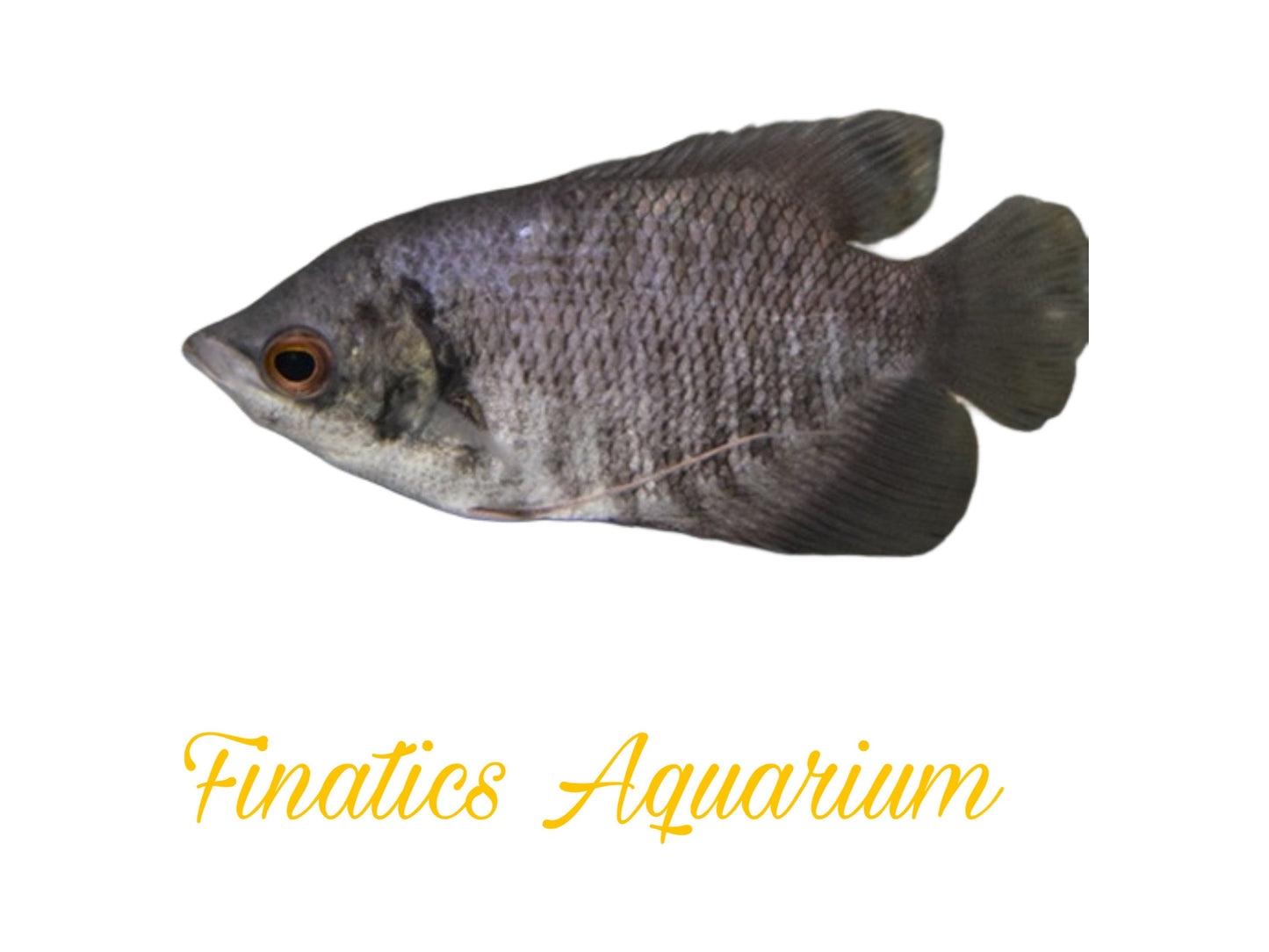 One Giant Gouramis Grey Approx 2-3” T234