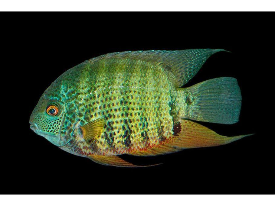 Green Severum Cichlid T193