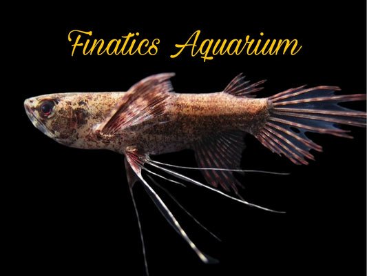 One African Butterfly Fish Approx 2-2.5” T188