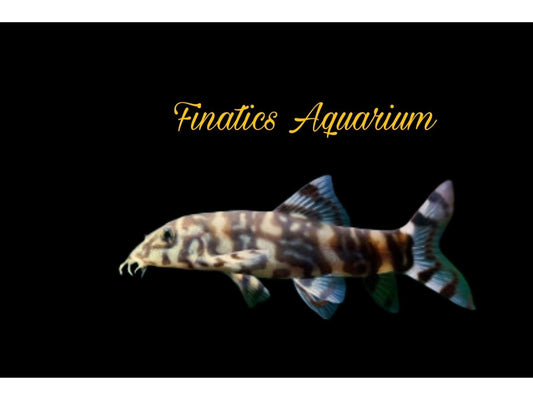 One YoYo Loach T96/T140 Approx 2"