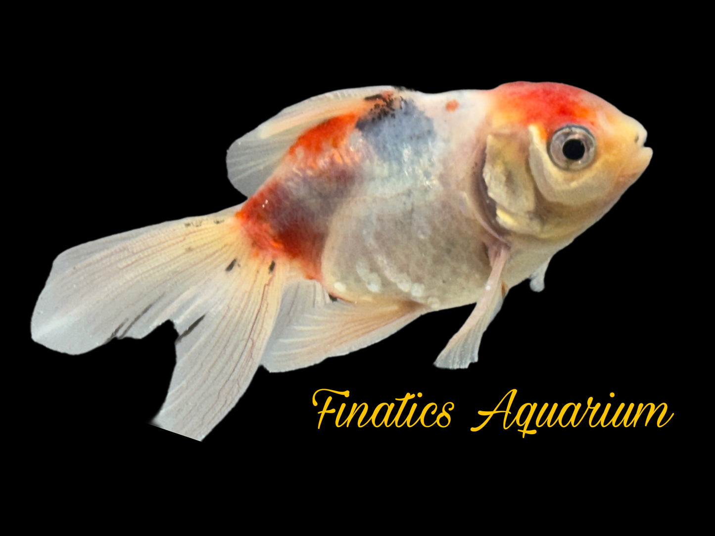 One Oranda Goldfish Approx 2” WYSWYG r2043