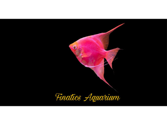 One Glofish Starfire Red Angel Approx 1 - 1.5”