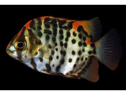 One Red Ruby Scat Fish Approx 1-2" T198