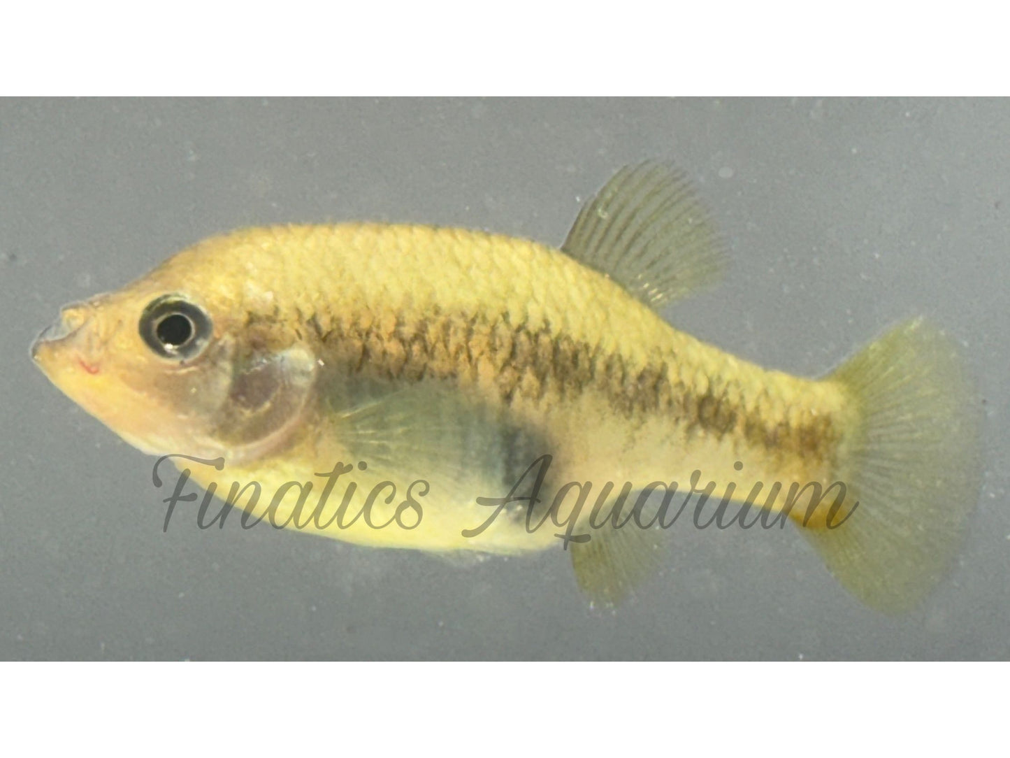 One Redtail Splitfin Goodeid Xenotoca Eiseni Approx 1” T112