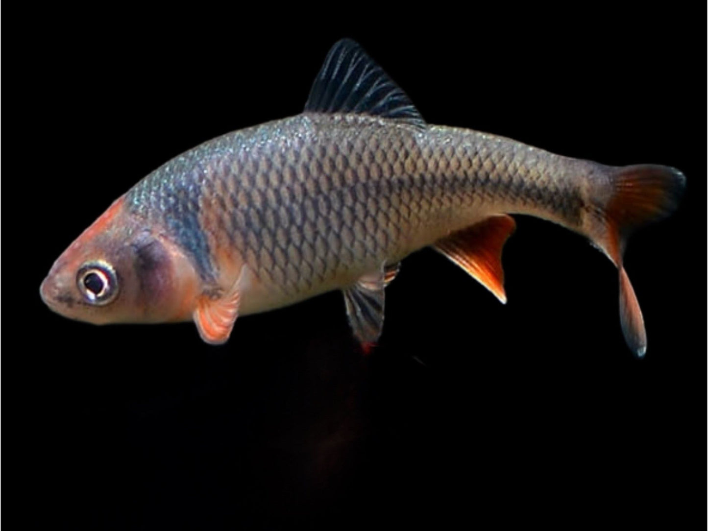 One Rainbow Dace Minnow Approx 3/4-1” T135