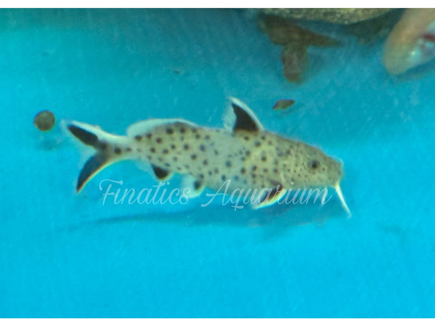 One Dwarf Petricola Catfish (T143)