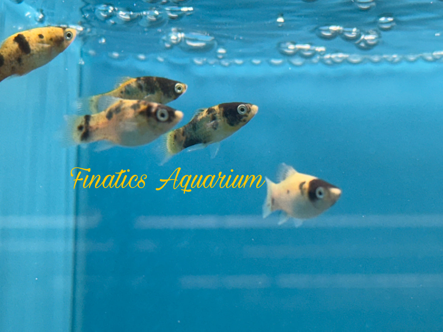 One Bumble Bee Platy Approx 1” T51