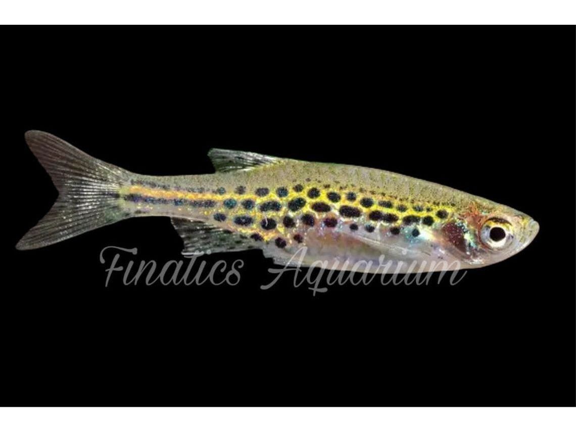 One Burmese Gold Ring Danio Approx 1/2-1" T135