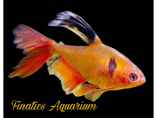 One Longfin Serpae Tetra Approx 1 - 1.5” T127 (Hyphessobrycon eques)