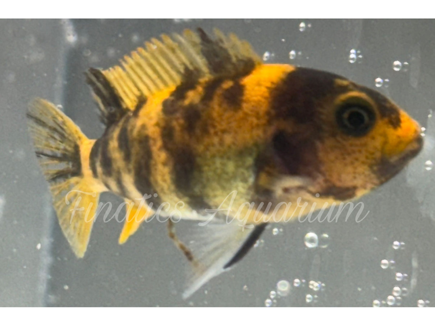 One Zebra Red Blotch Cichlid WYSWYG #1003