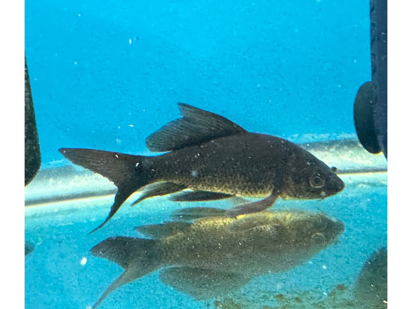 One Black Butterfly Koi 4"