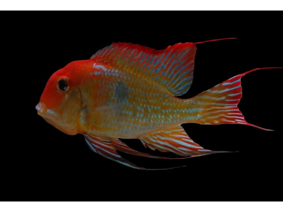 One Eartheater Red Head Tapajos Cichlid Juveniles Approx 1" (Geophagus sp.) T241