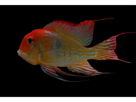 One Eartheater Red Head Tapajos Cichlid Juveniles Approx 1" (Geophagus sp.) T241