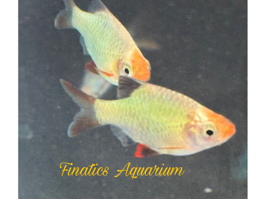 Tiger Green Platinum Barb Approx 1-1.5” T71