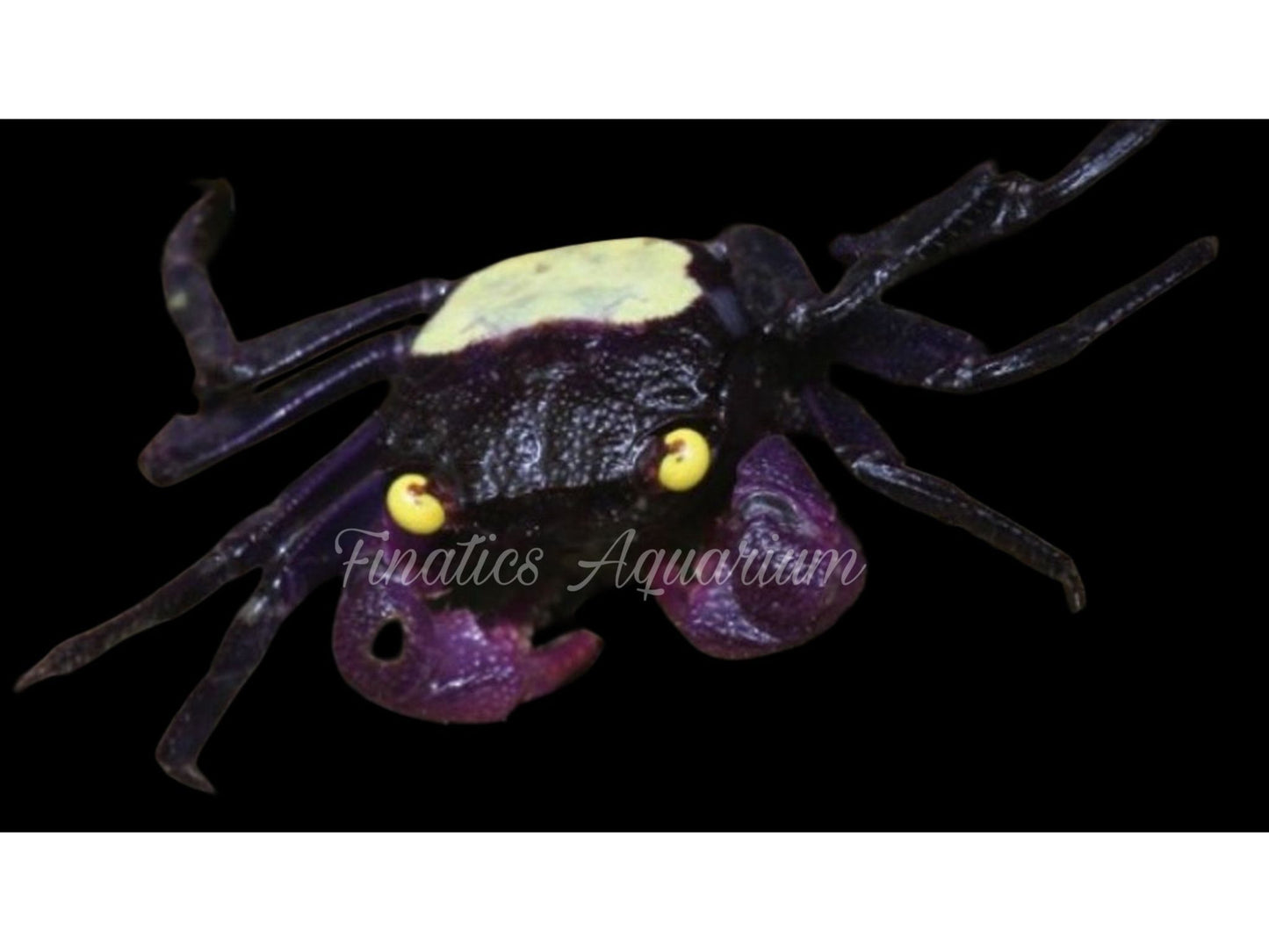 Vampire Yellow Back Crab Freshwater (Geosesarma)