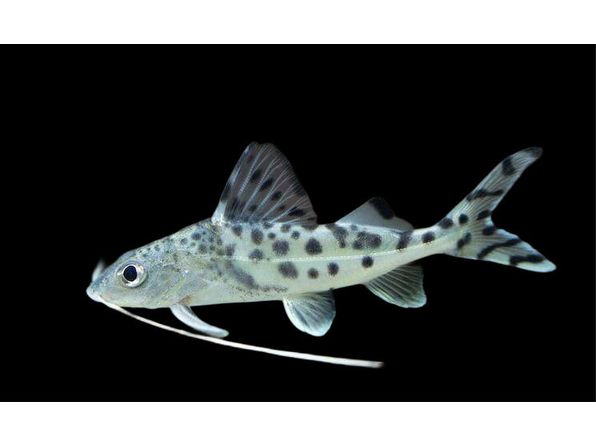 One Pictus Catfish Approx 2-2.5” T185
