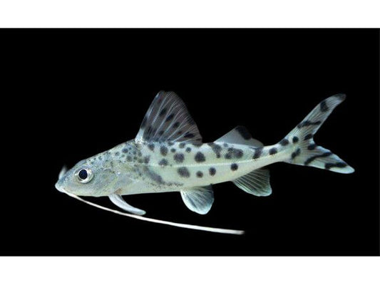 One Pictus Catfish Approx 2.5-3”