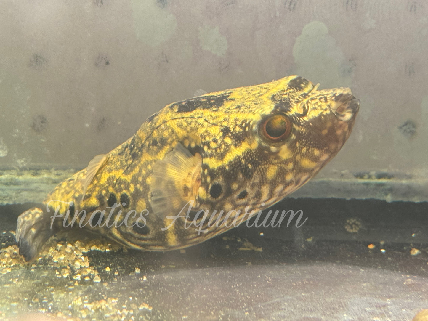 One Dragon Humpback Puffer Freshwater Approx 3"