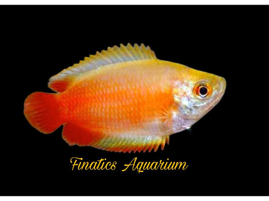 One Dwarf Sunset Gourami Approx 1.5” T151