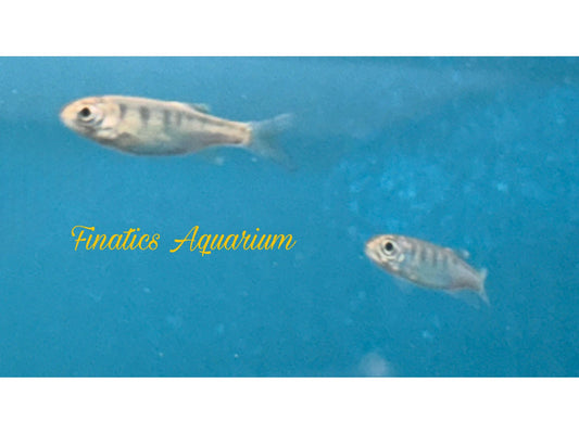 One Banded Barilius Barb Appox 1” T54