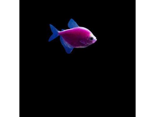 One Galactic Purple  Glofish Longfin Tetra Approx 1.5” T97