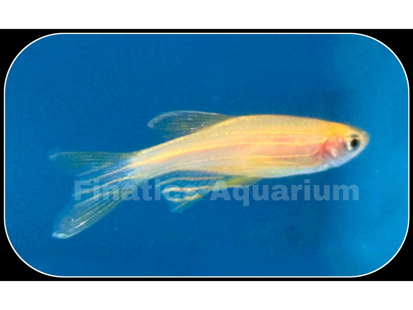 One Gold Longfin Danio T32