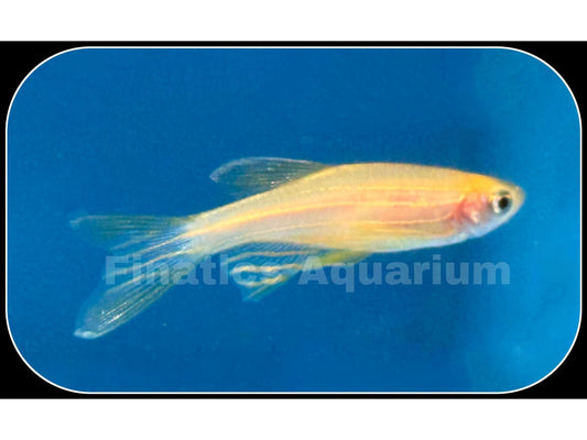 One Gold Longfin Danio T32