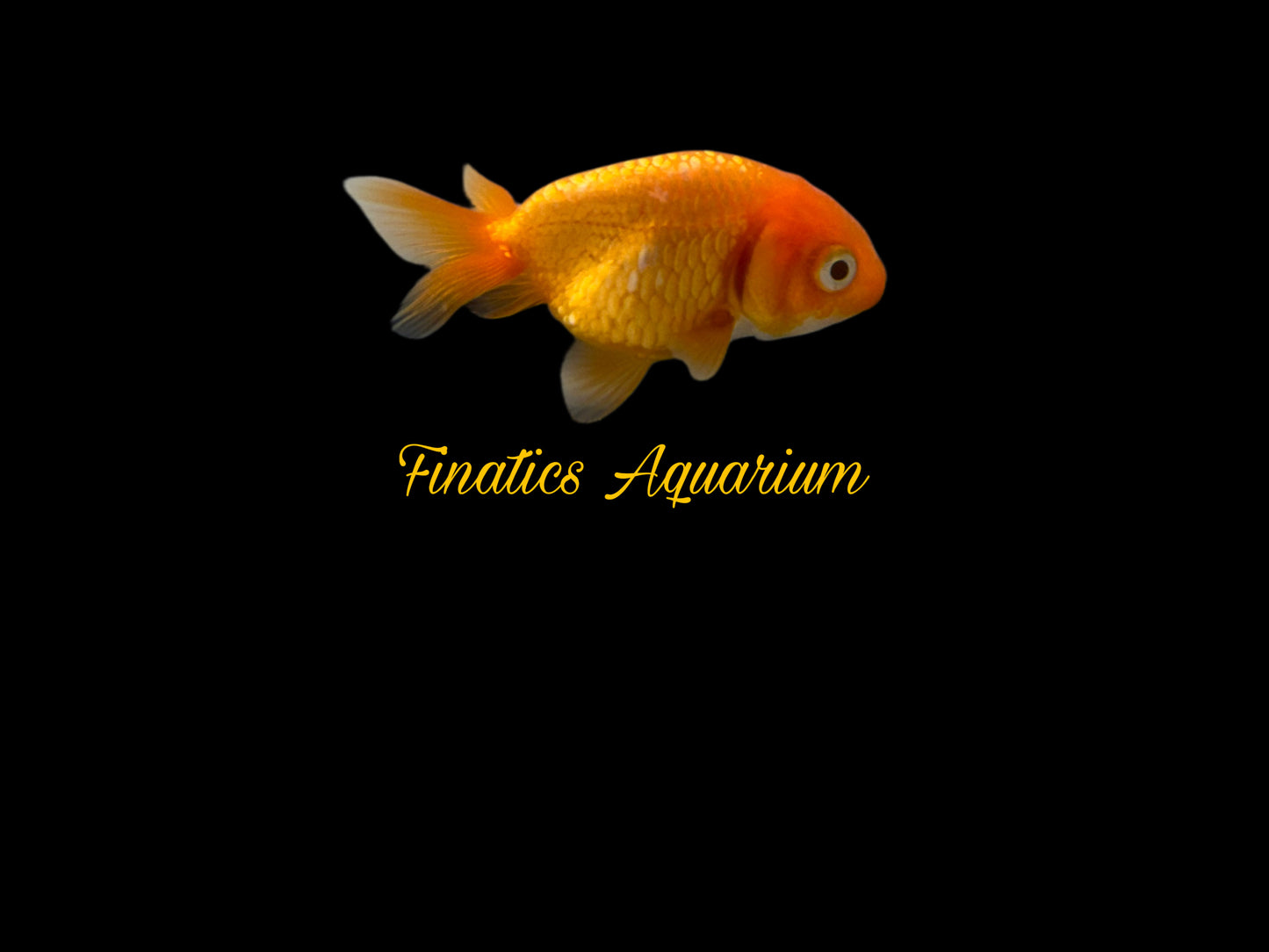 One Ranchu Goldfish Approx 2-3” WYSWYG r1018