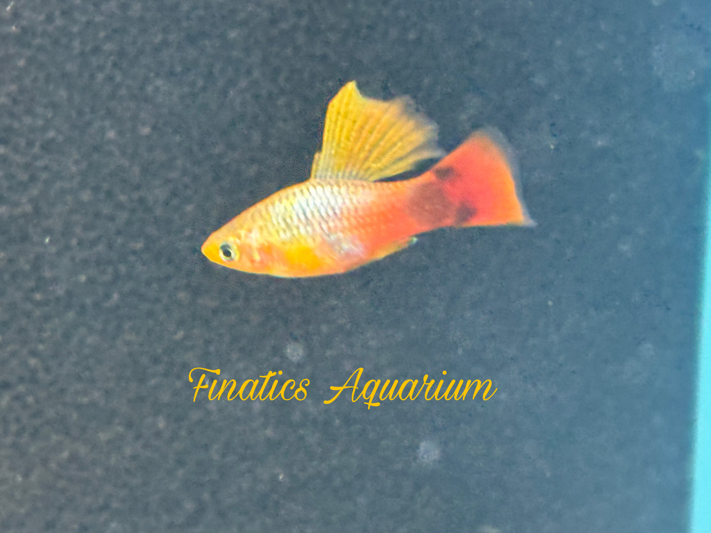 One Hifin Blue Coral Platy Approx 1” T63