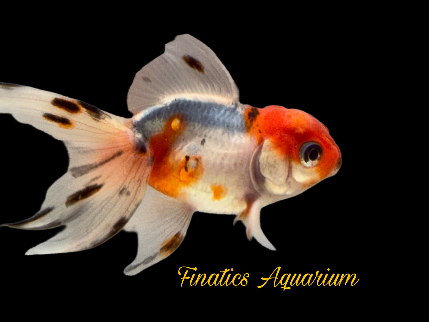 One Oranda Goldfish Approx 2” WYSWYG r2045