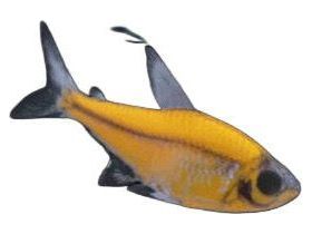 One Sunburst Orange Pristella Glo Fish Approx 1” T95