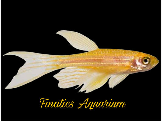 One Longfin Gold Zebra Danio Approx 3/4-1”