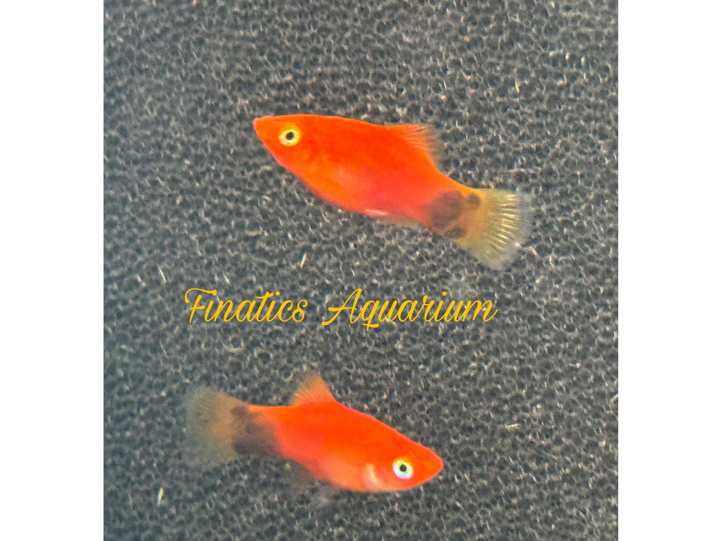 One Red Mickey Mouse Platy Approx 1” T66