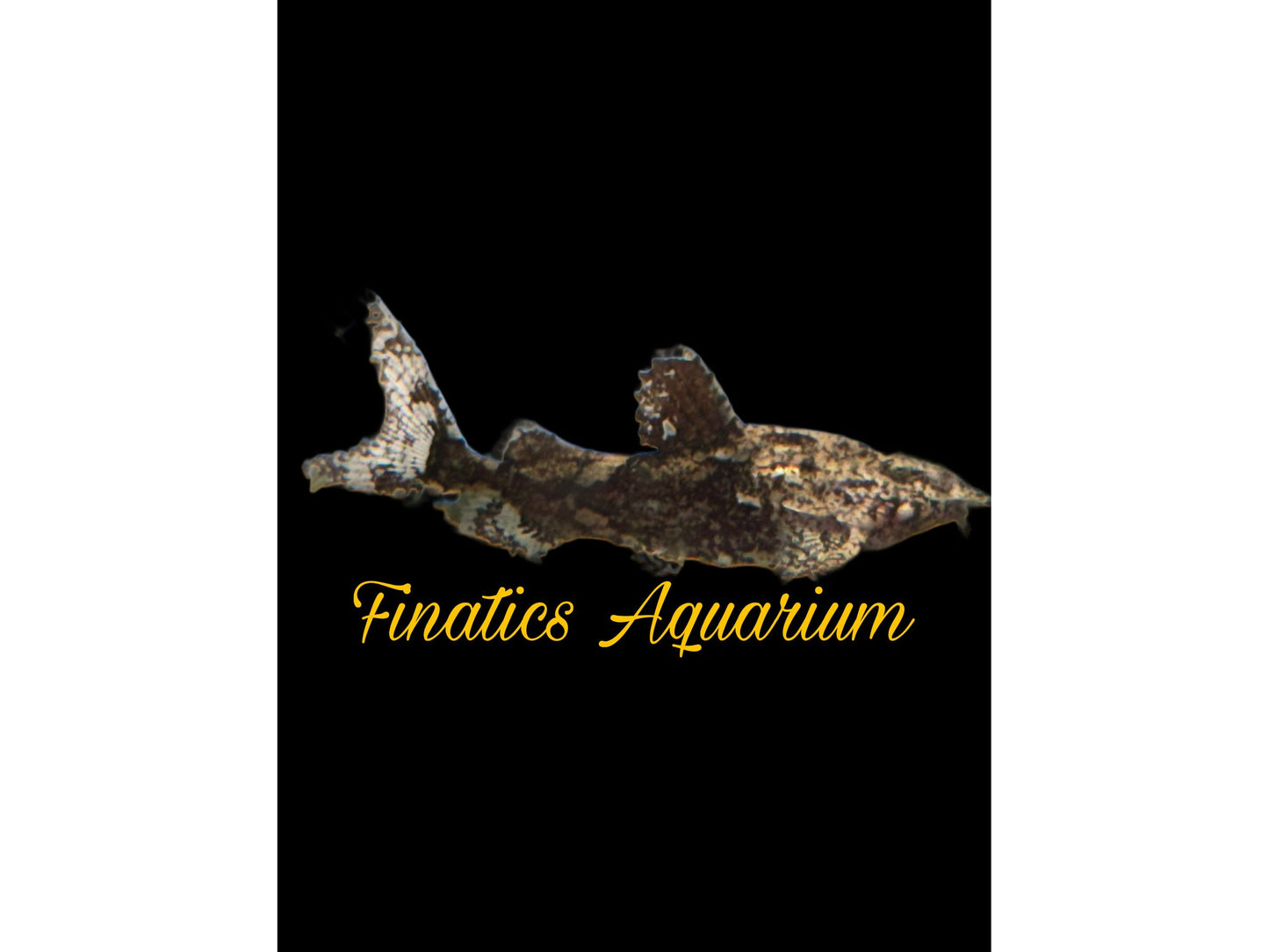 One Salween Rock Catfish (Hara Filamentosa) Approx 1.5-2” T207