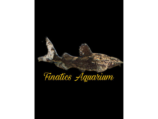 One Salween Rock Catfish (Hara Filamentosa) Approx 1.5-2” T207
