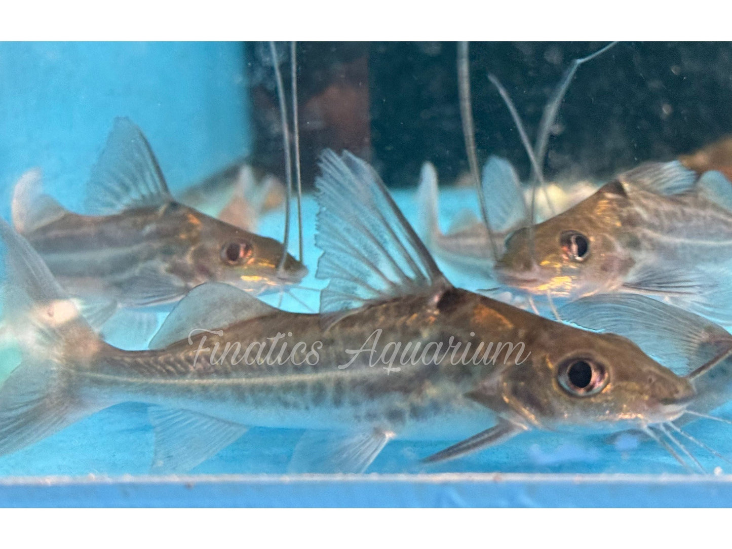 One Four Line Catfish Approx 3” T186