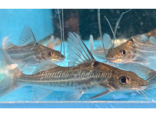 One Four Line Pictus Catfish Approx 2-3” T221
