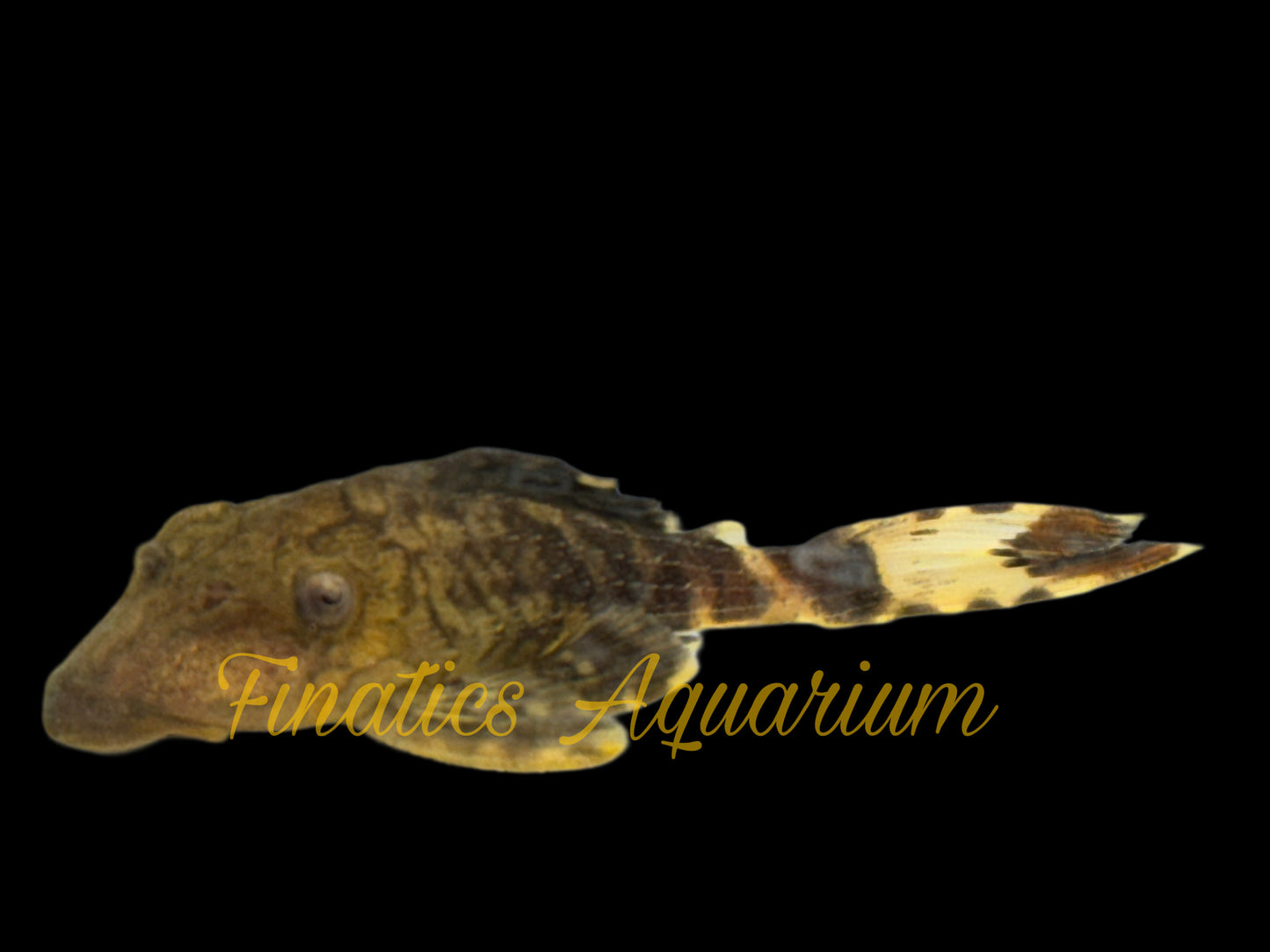 One Lyretail Papa Pleco L-090 T156