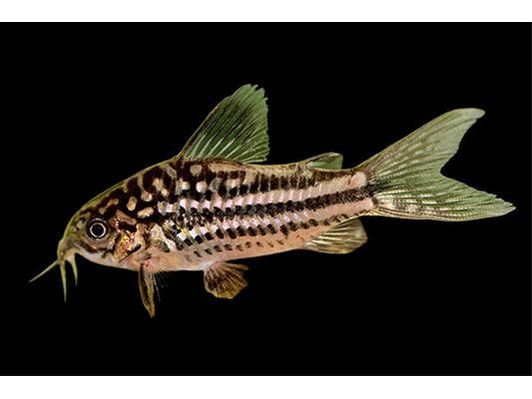 One San Juan Elegance Cory Catfish T30 Approx 1-1.5"
